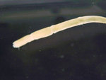 Myriochele oculata